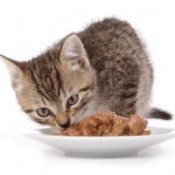 Υγρή Τροφή - Κονσέρβες Γάτας